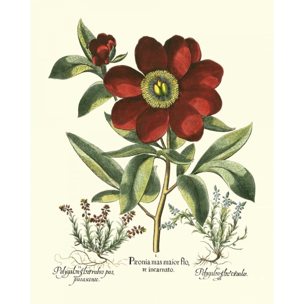 Red Besler Peonie I Poster Print - Basilius Besler-VARPDX58394Z Image 1