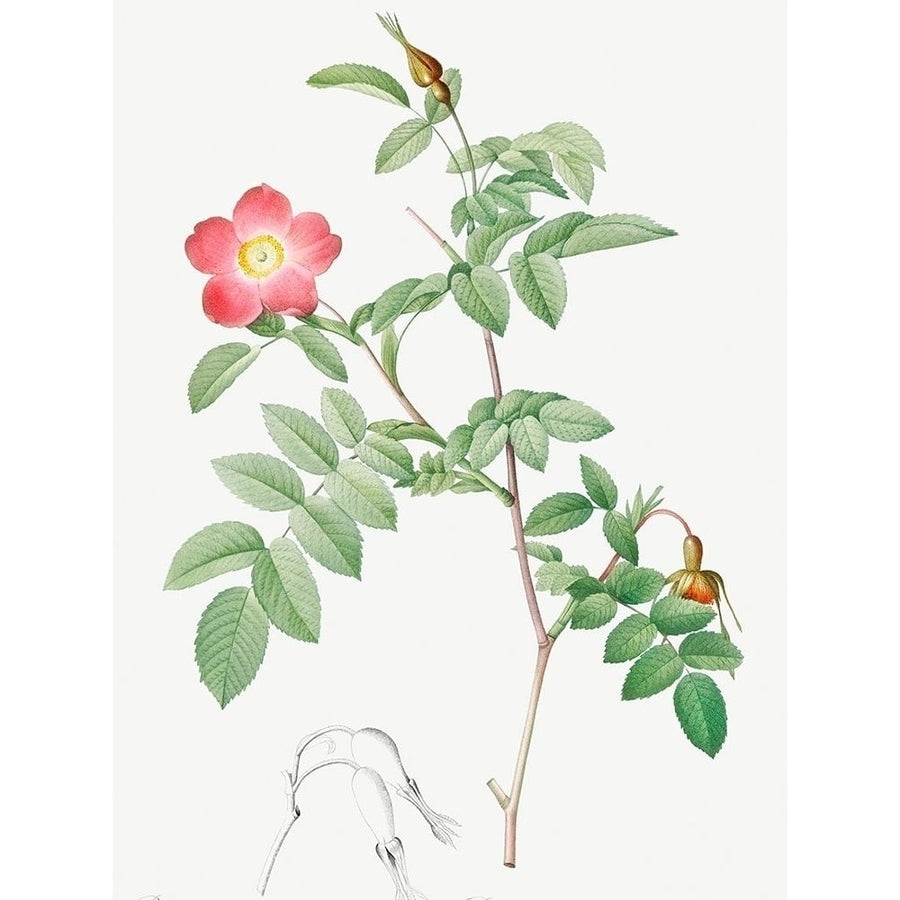 Alpine Rose Rose of the Alps with Hanging Fruits Rosa pendulina by Pierre Joseph Redoute-VARPDX58350 Image 1