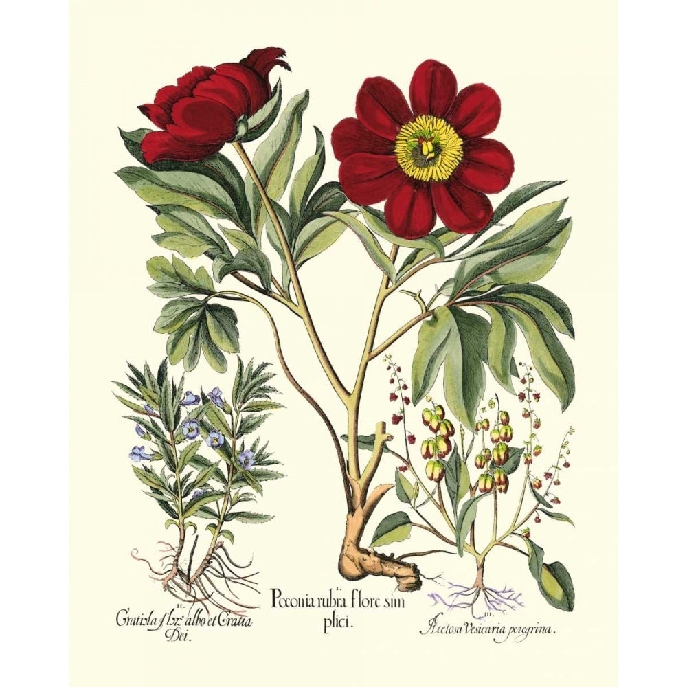 Red Besler Peonie IV Poster Print - Basilius Besler-VARPDX58397Z Image 1