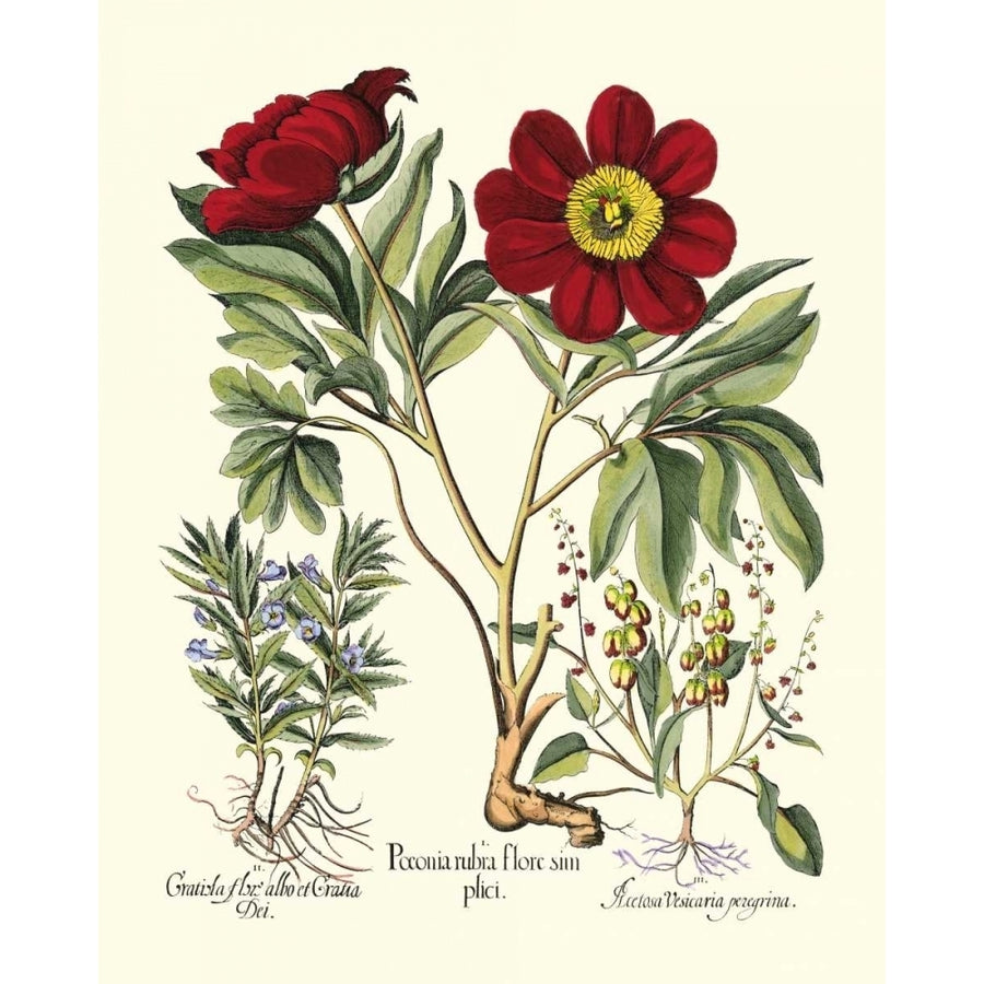 Red Besler Peonie IV Poster Print - Basilius Besler-VARPDX58397Z Image 1