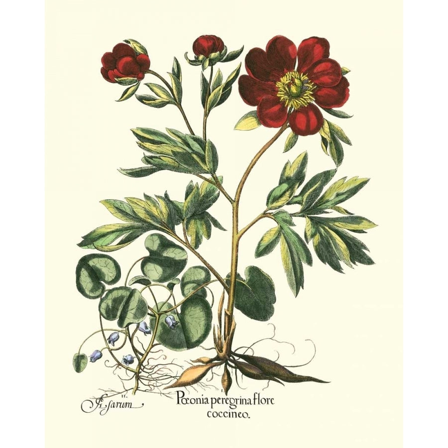 Red Besler Peonie III Poster Print - Basilius Besler-VARPDX58396Z Image 1