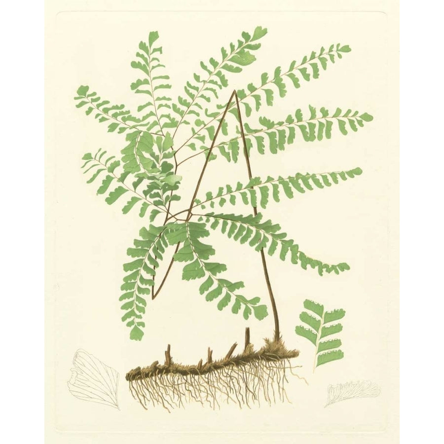 Eaton Ferns II Poster Print - Eaton-VARPDX58455Z Image 1