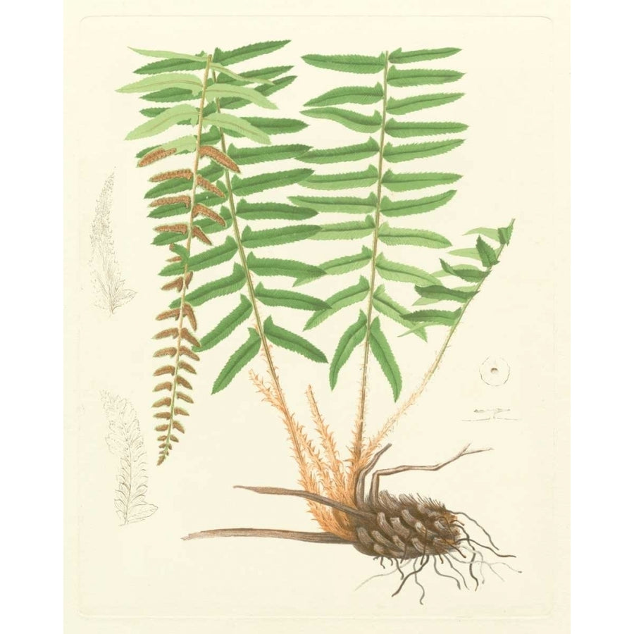 Eaton Ferns IV Poster Print - Eaton-VARPDX58457Z Image 1