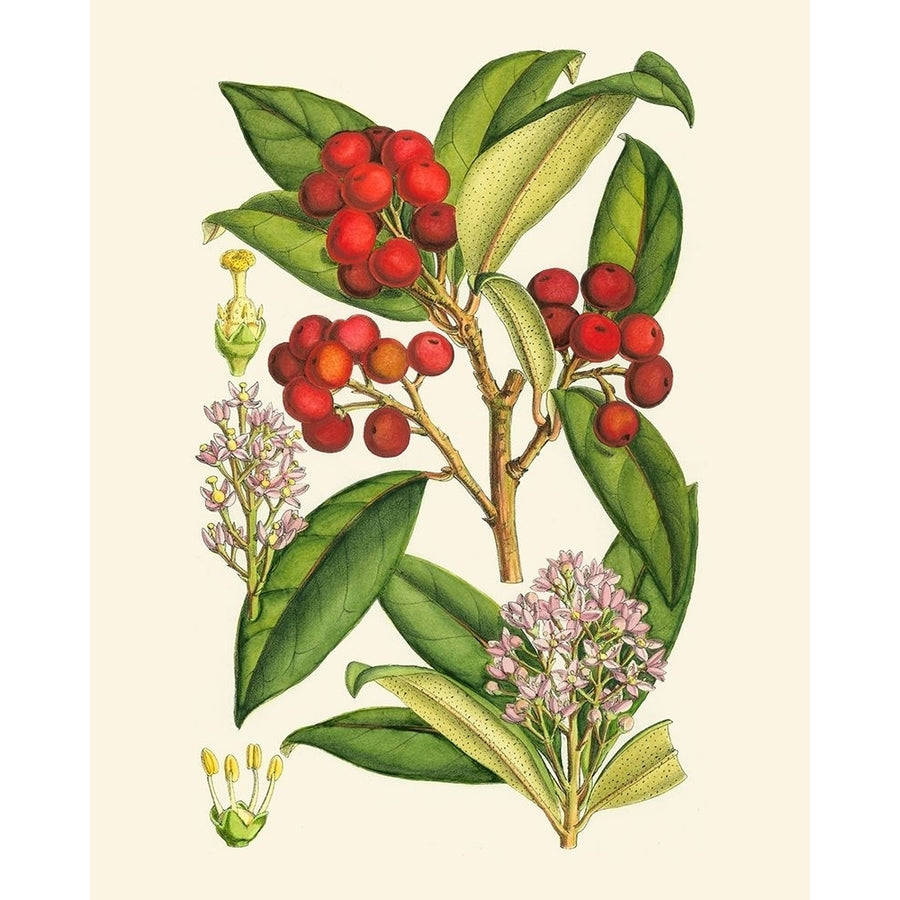 Crimson Berries I Poster Print - Curtis-VARPDX58477Z Image 1