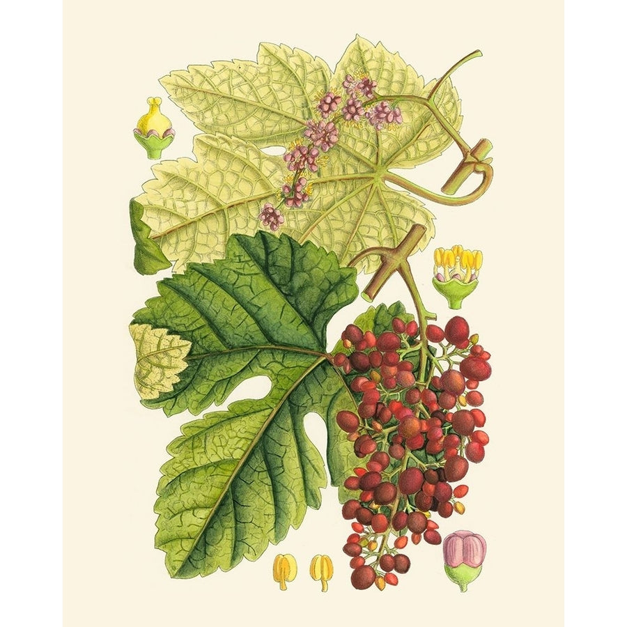 Crimson Berries III Poster Print - Curtis-VARPDX58479Z Image 1