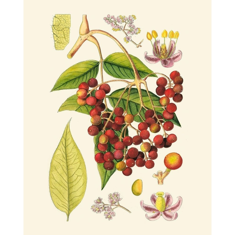 Crimson Berries IV Poster Print - Curtis-VARPDX58480Z Image 1