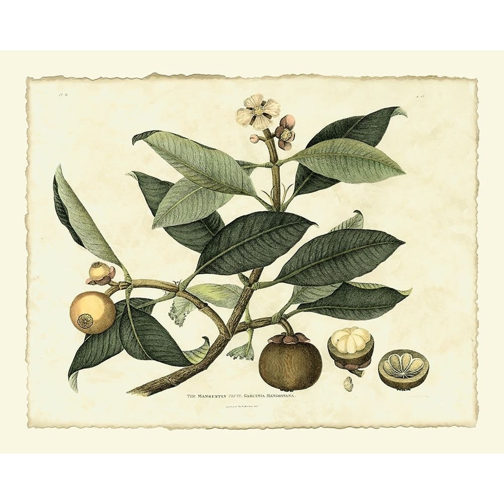 Delicate Botanical I Poster Print - Unknown-VARPDX58495Z Image 1