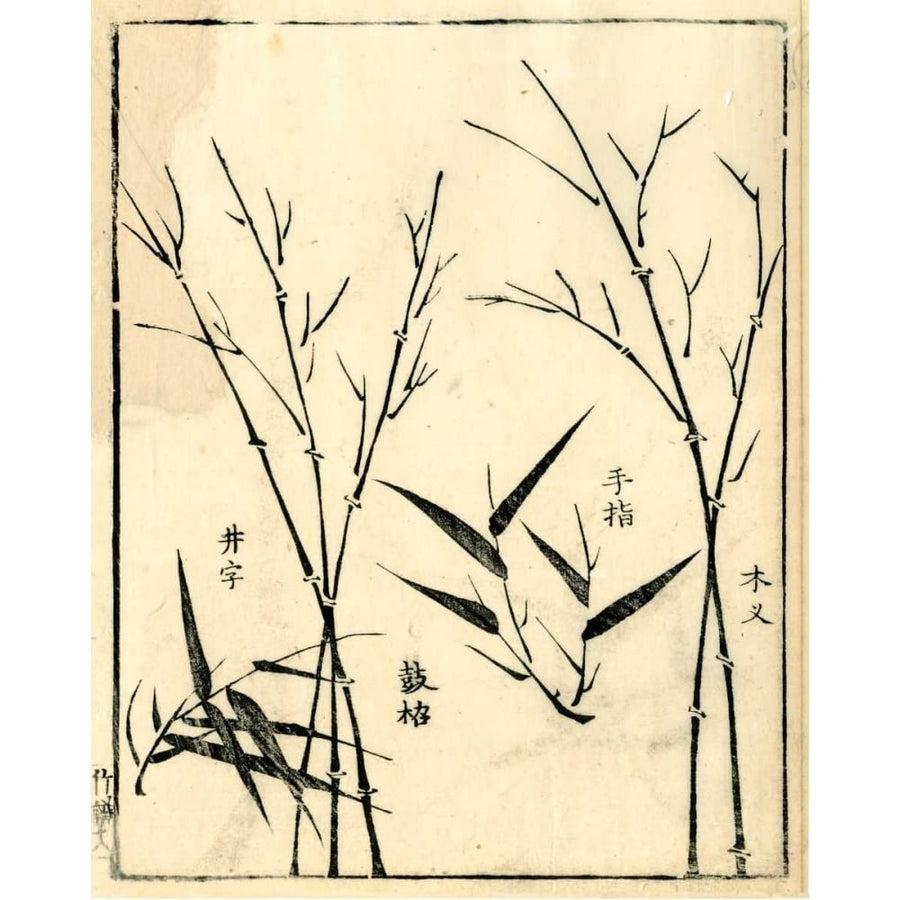 Bamboo Woodblock II Poster Print - Studio Vision-VARPDX58547Z Image 1