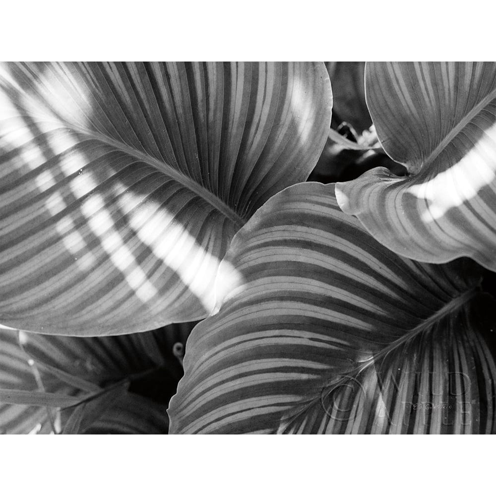 Leaf Abstract V Poster Print by Ed Goldstein-VARPDX58867 Image 1