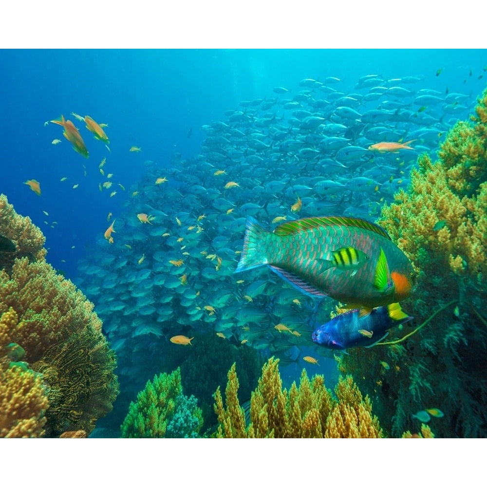 Jackfish-moon wrasse-parrot fish-Balicasag Island-Philippines by Tim Fitzharris-VARPDX58896 Image 1