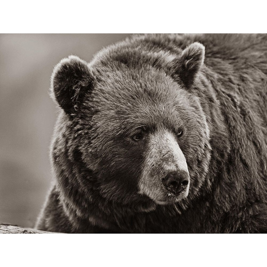 Cinnamon Black Bear Sepia by Tim Fitzharris-VARPDX58925S Image 1