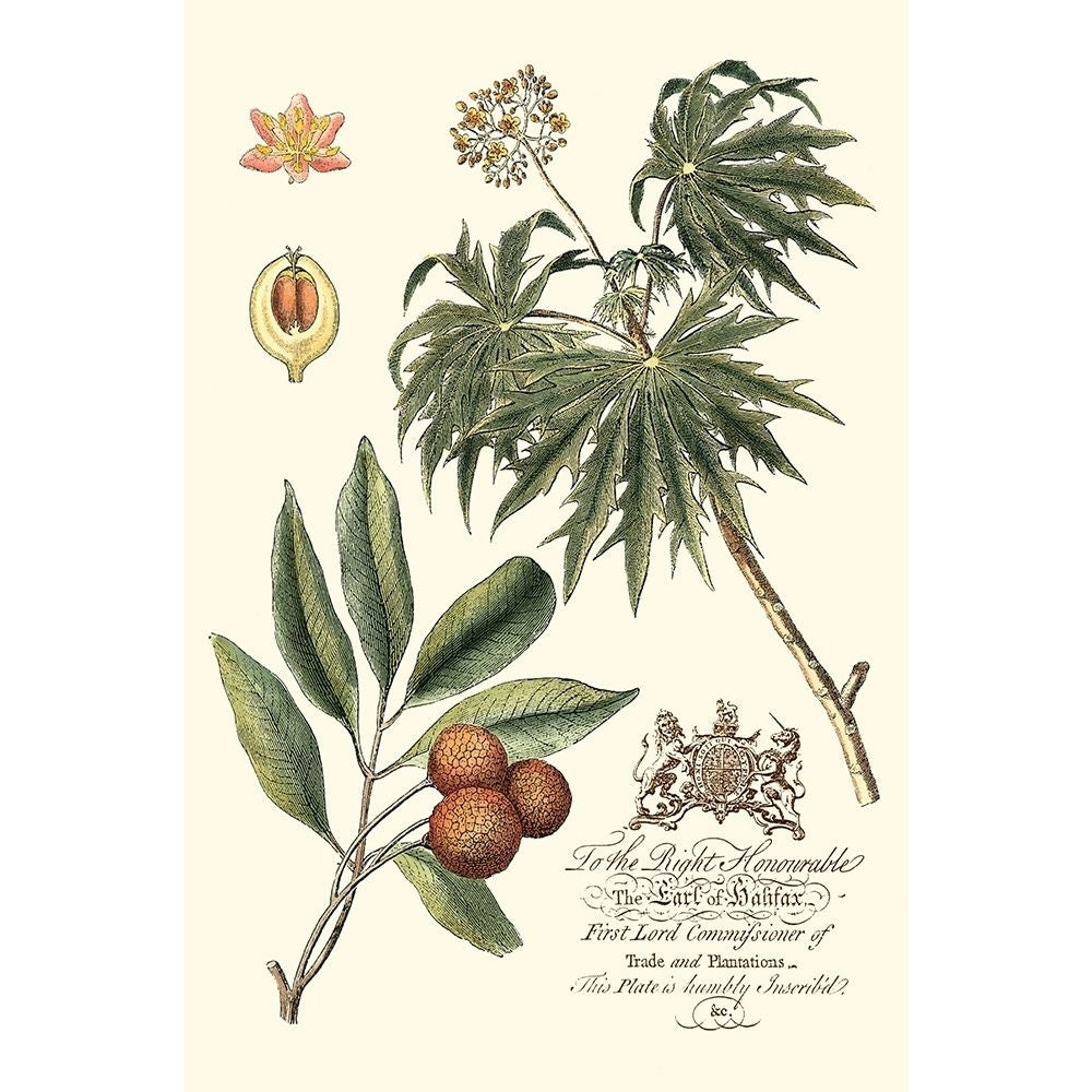 Imperial Foliage II Poster Print - Studio Vision-VARPDX58940Z Image 1