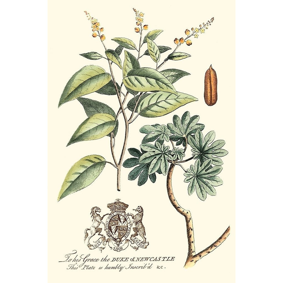 Imperial Foliage IV Poster Print - Studio Vision-VARPDX58942Z Image 1