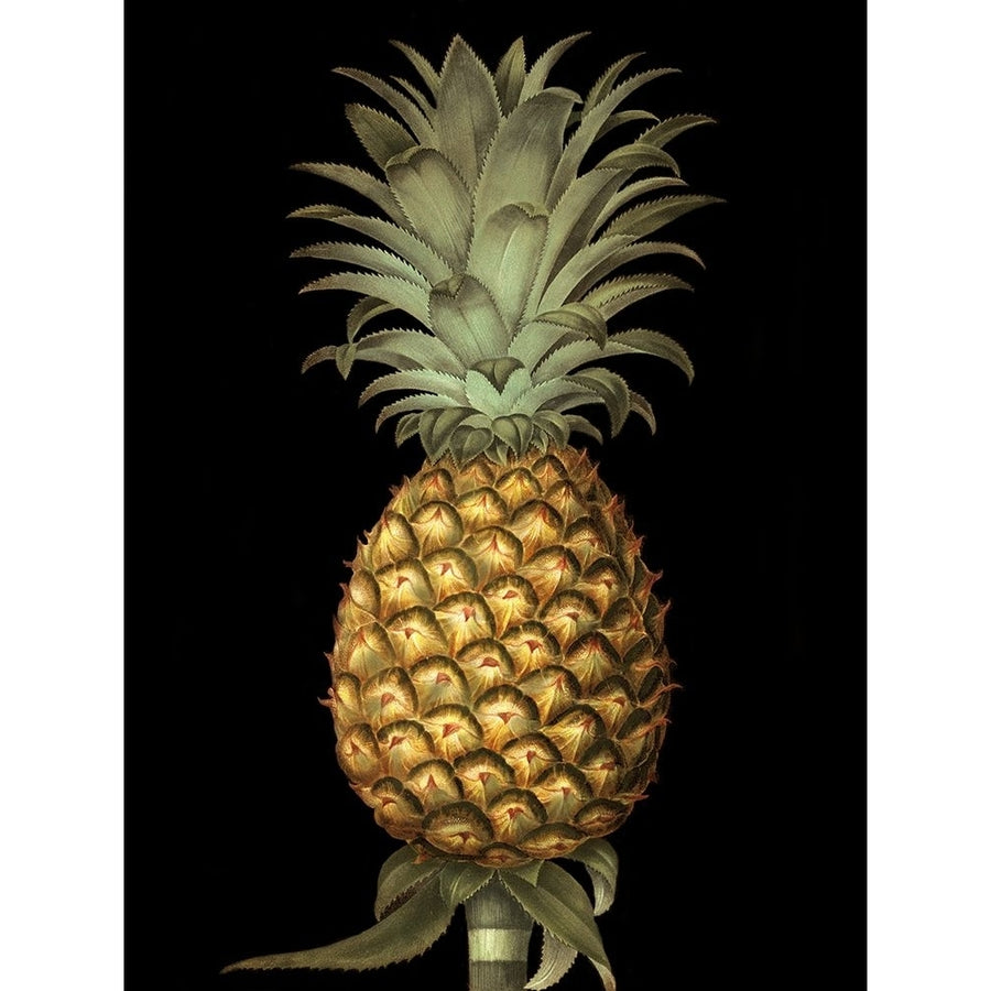 Brookshaw Exotic Pineapple I Poster Print - George Brookshaw-VARPDX58981Z Image 1