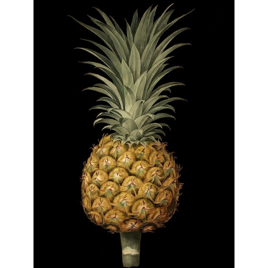 Brookshaw Exotic Pineapple II Poster Print - George Brookshaw-VARPDX58982Z Image 1