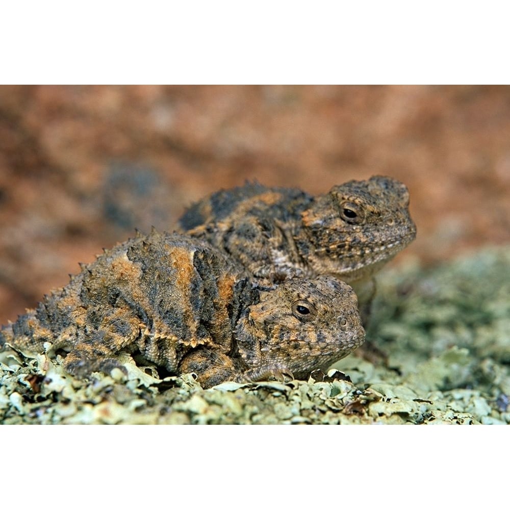 Short-horned Lizards by Tim Fitzharris-VARPDX58990 Image 1