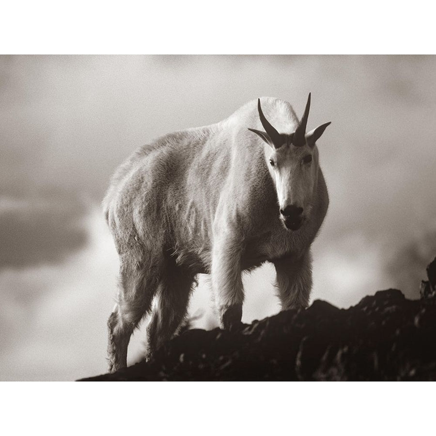 Mountain Goat Sepia by Tim Fitzharris-VARPDX59025S Image 1