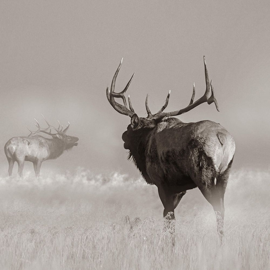 Bull elk challenge Sepia by Tim Fitzharris-VARPDX59033S Image 1