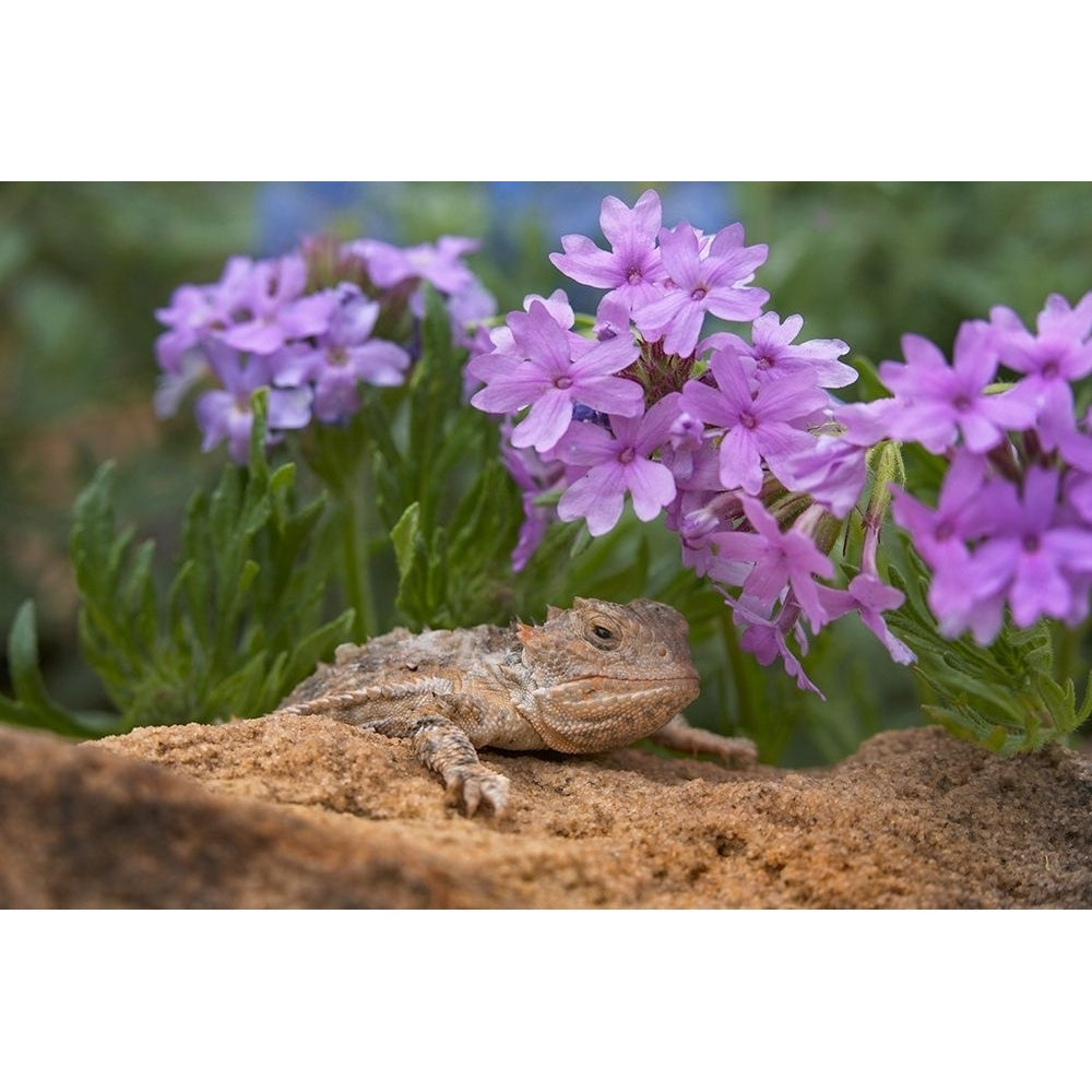 Horny toad lizard among prairie verbena by Tim Fitzharris-VARPDX59042 Image 1