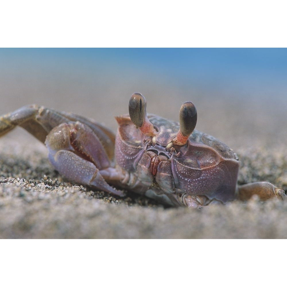 Crab by Tim Fitzharris-VARPDX59050 Image 1