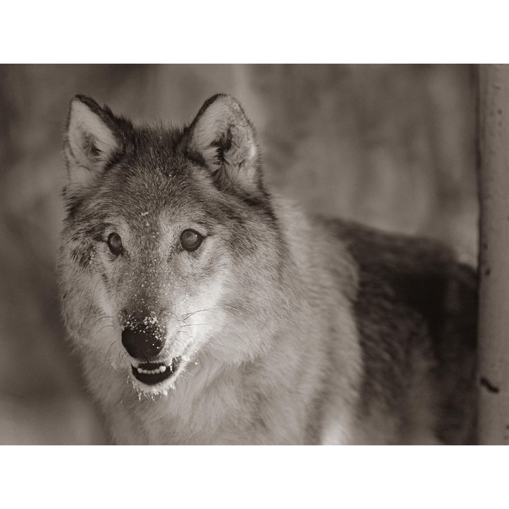 Gray wolf Sepia by Tim Fitzharris-VARPDX59068S Image 1