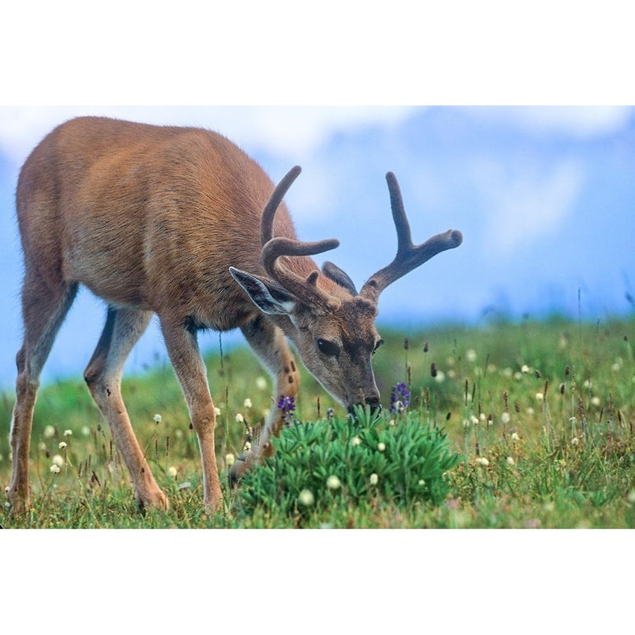 Mule eating lupines by Tim Fitzharris-VARPDX59069 Image 1