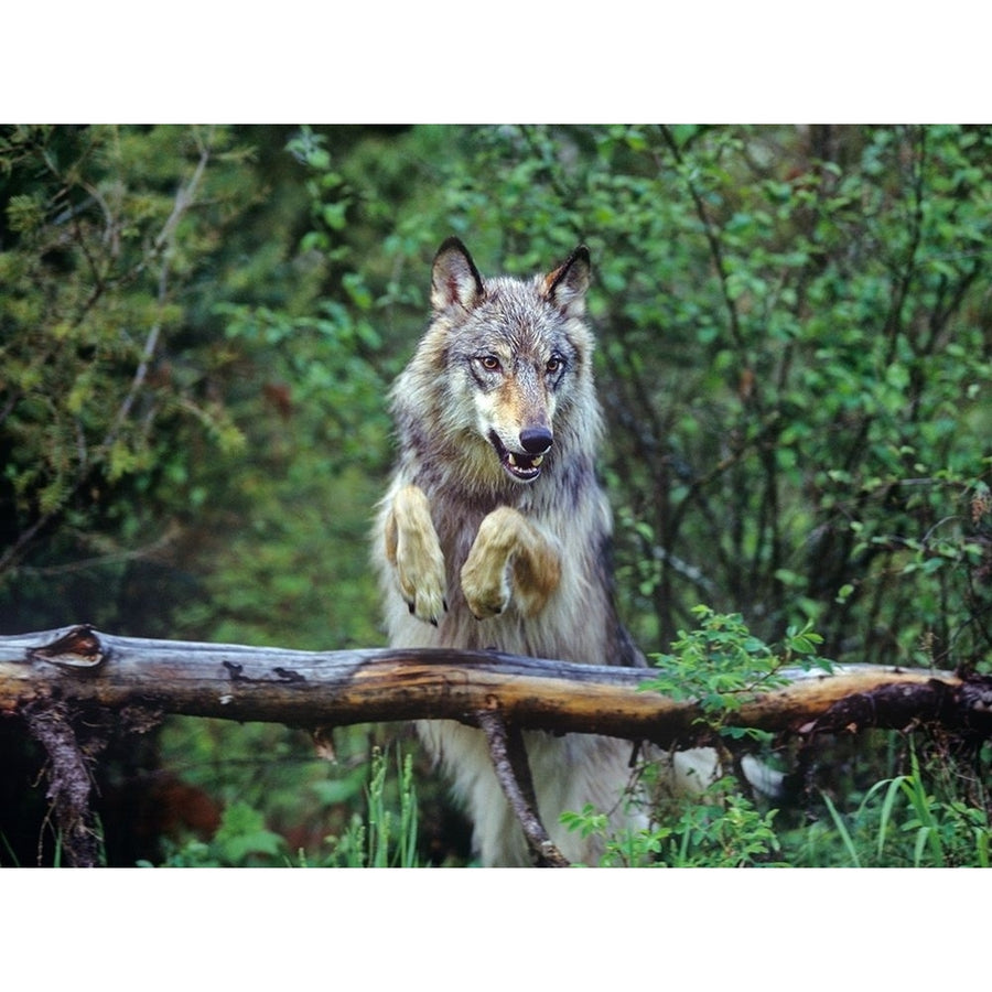 Gray wolf by Tim Fitzharris-VARPDX59067 Image 1