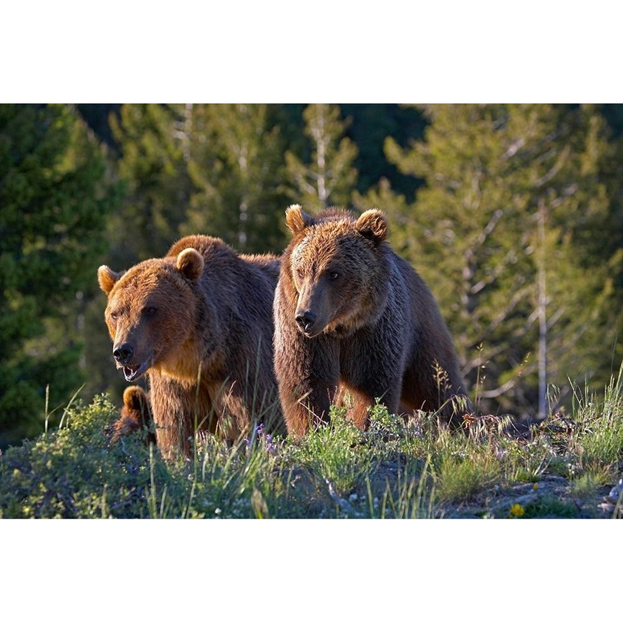 Grizzly bear cubs by Tim Fitzharris-VARPDX59043 Image 1