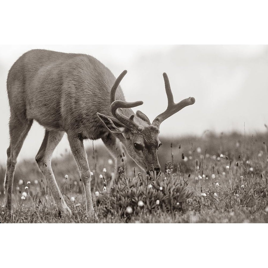 Mule eating lupines Sepia by Tim Fitzharris-VARPDX59069S Image 1