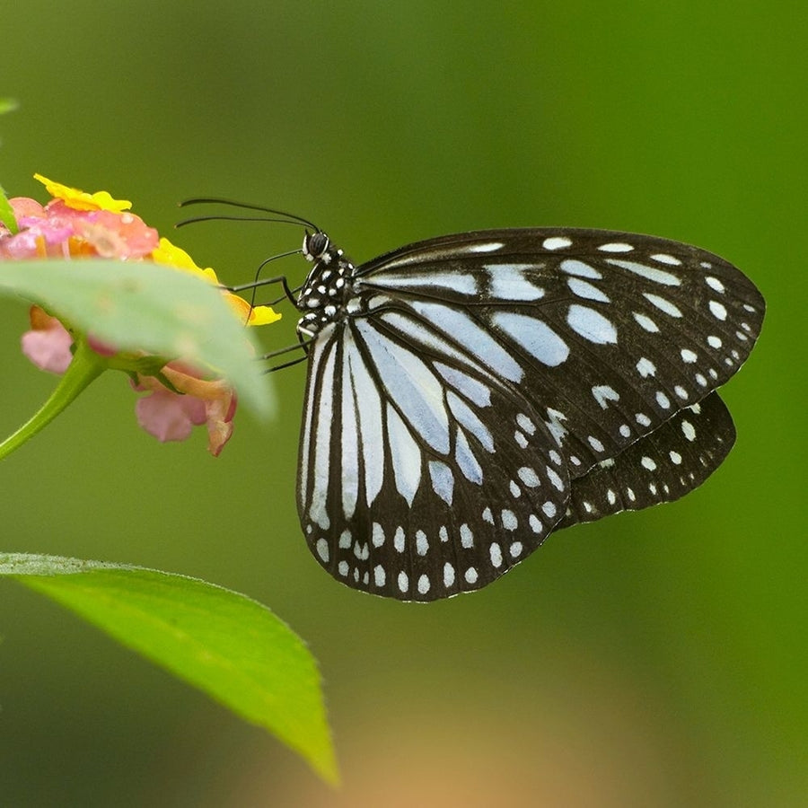 White tree nymph butterfly-ideopsis juventa by Tim Fitzharris-VARPDX59095 Image 1