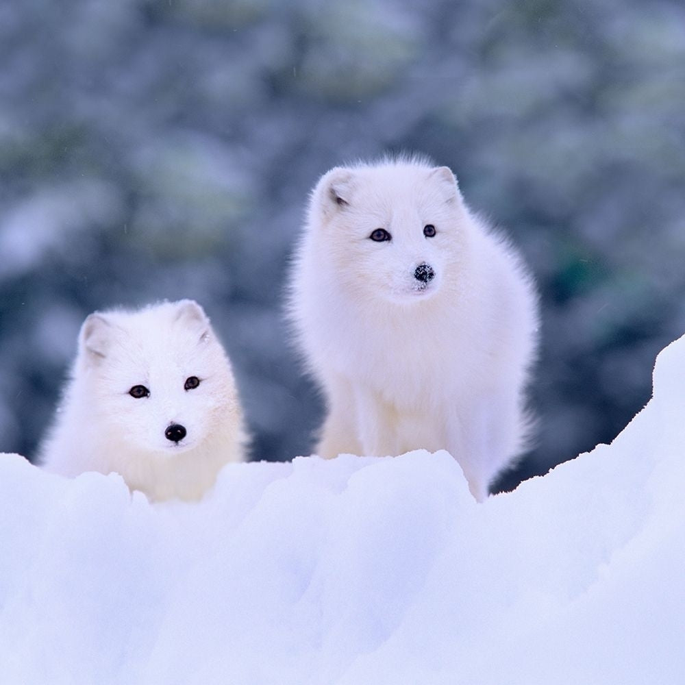 Arctic fox-Churchill-Manitoba by Tim Fitzharris-VARPDX59108 Image 1