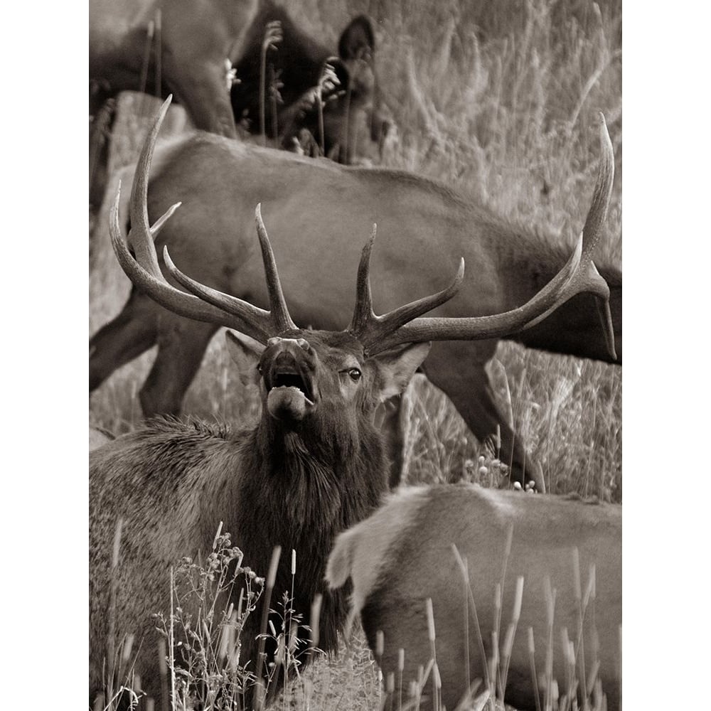 Bull elk bugling with harem-Colorado Sepia by Tim Fitzharris-VARPDX59115S Image 1