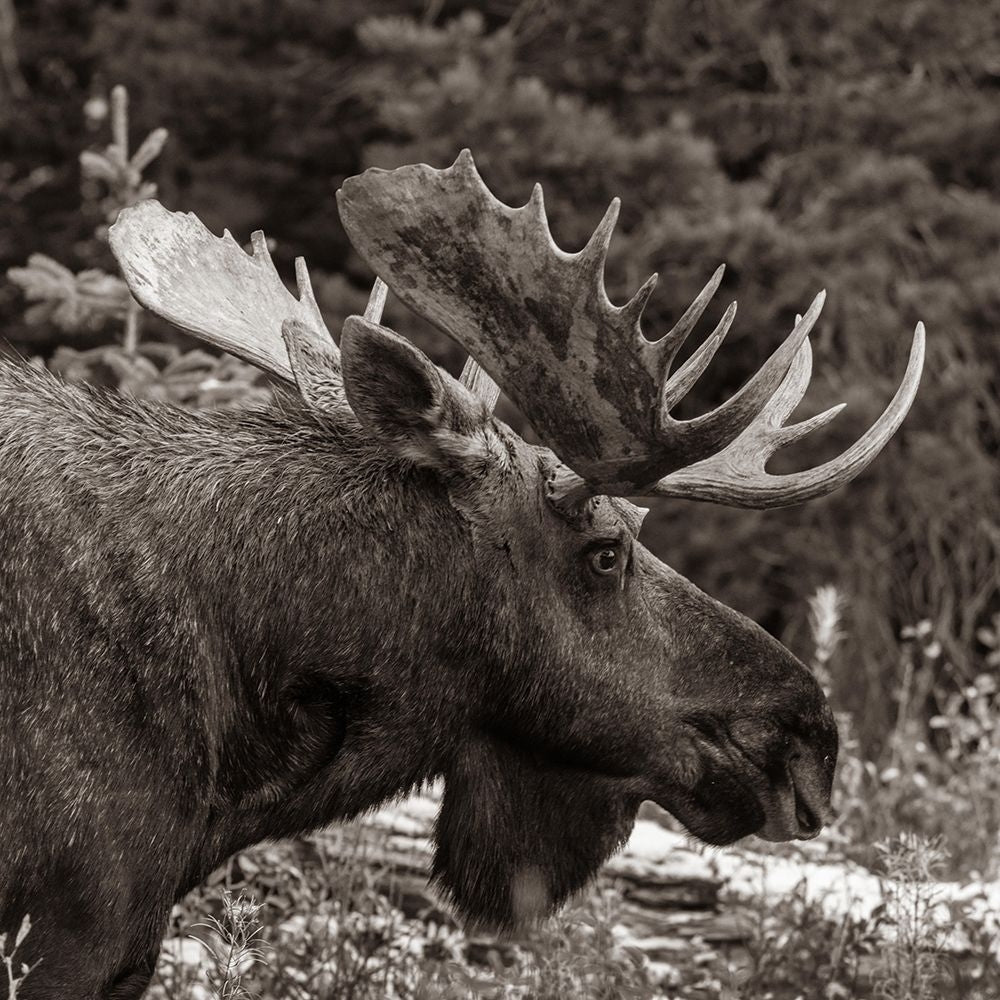 Bull moose-Glacier National Park-Montana by Tim Fitzharris-VARPDX59123S Image 1