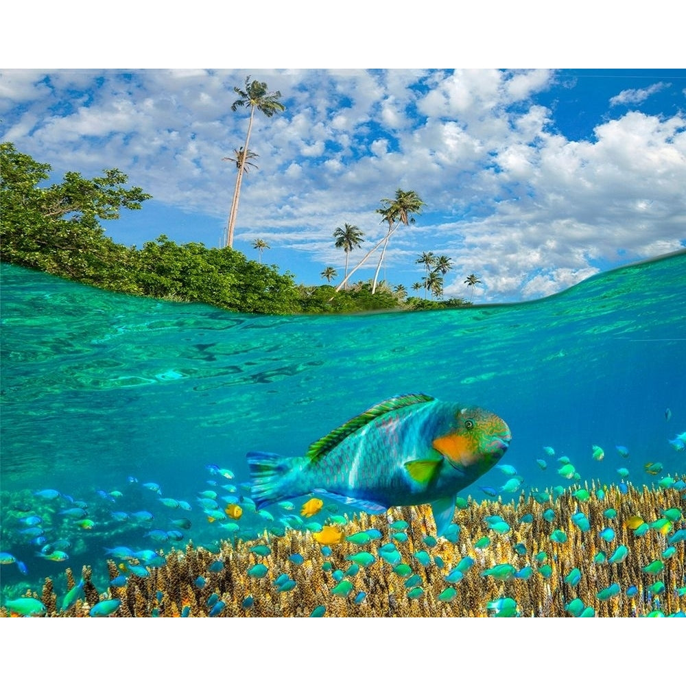 Blue chromis and coral at palm tree Bukai Beach-Palawan-Philippines by Tim Fitzharris-VARPDX59129 Image 1