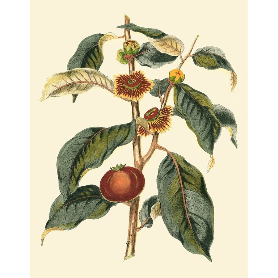 Foliage Flowers And Fruit II Poster Print - Studio Vision-VARPDX59202Z Image 1