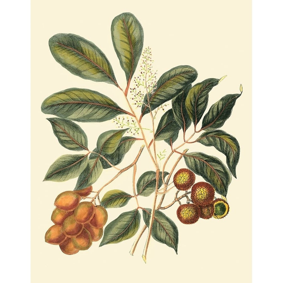 Foliage Flowers And Fruit I Poster Print - Studio Vision-VARPDX59201Z Image 1