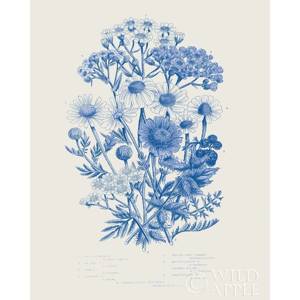 Flowering Plants V Mid Blue Poster Print by Wild Apple Portfolio Wild Apple Portfolio-VARPDX59244 Image 1