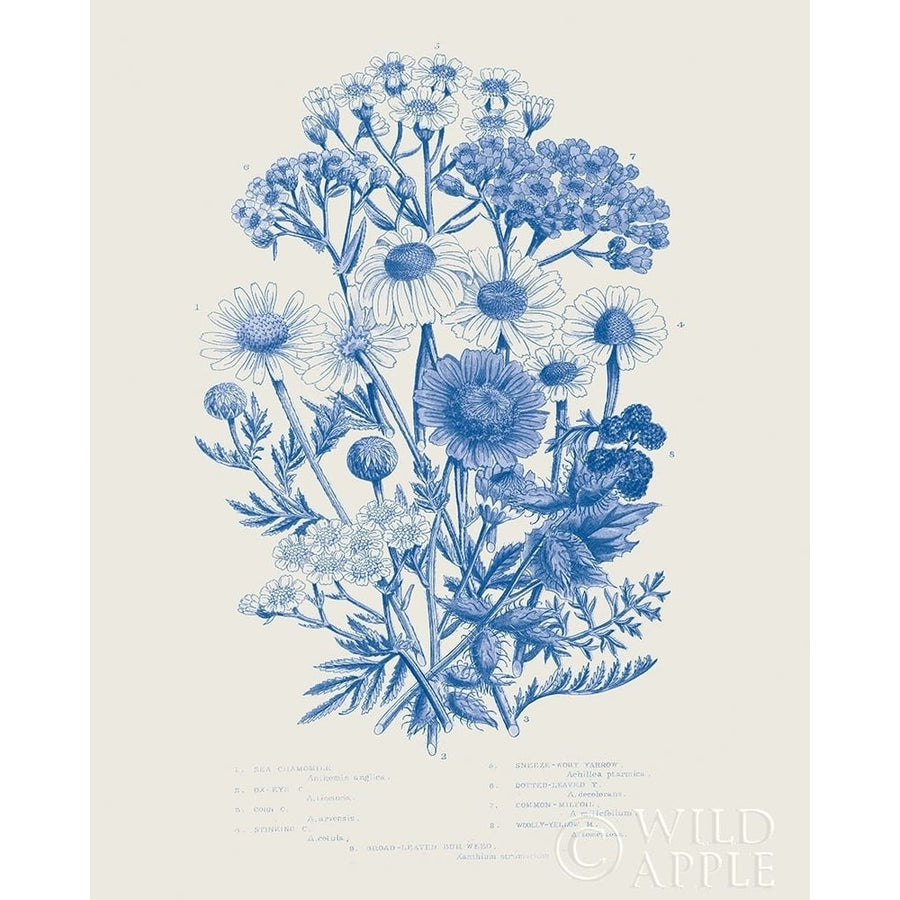 Flowering Plants V Mid Blue Poster Print by Wild Apple Portfolio Wild Apple Portfolio-VARPDX59244 Image 1