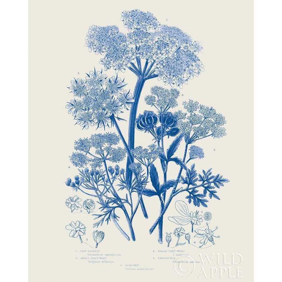 Flowering Plants VI Mid Blue Poster Print by Wild Apple Portfolio Wild Apple Portfolio-VARPDX59245 Image 1