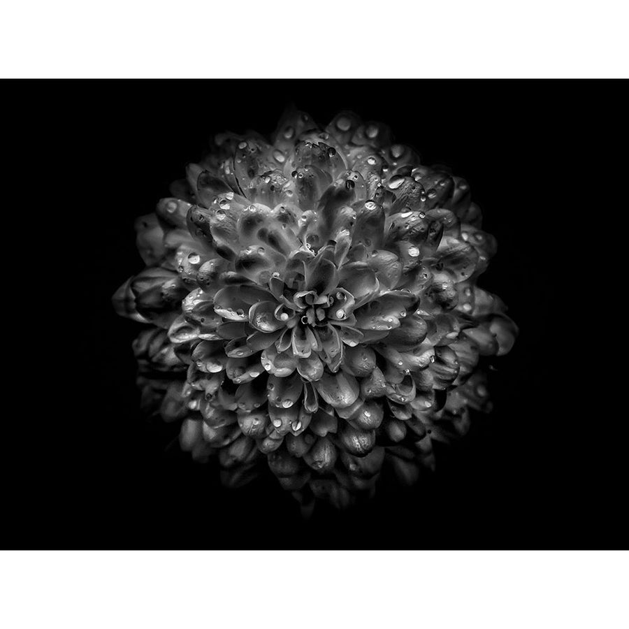 Backyard Flowers Black and White 46 by Brian Carson-VARPDX59313 Image 1