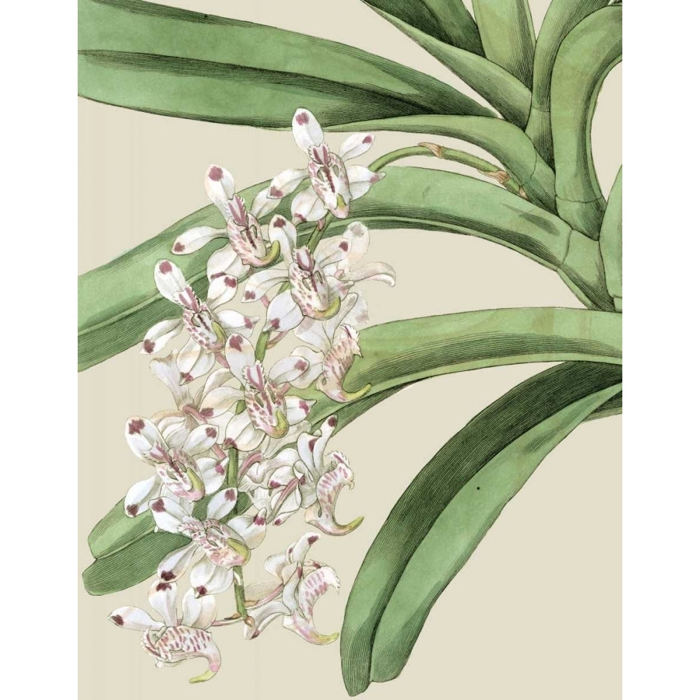 Orchid Blooms I Poster Print - Studio Vision-VARPDX59394Z Image 1