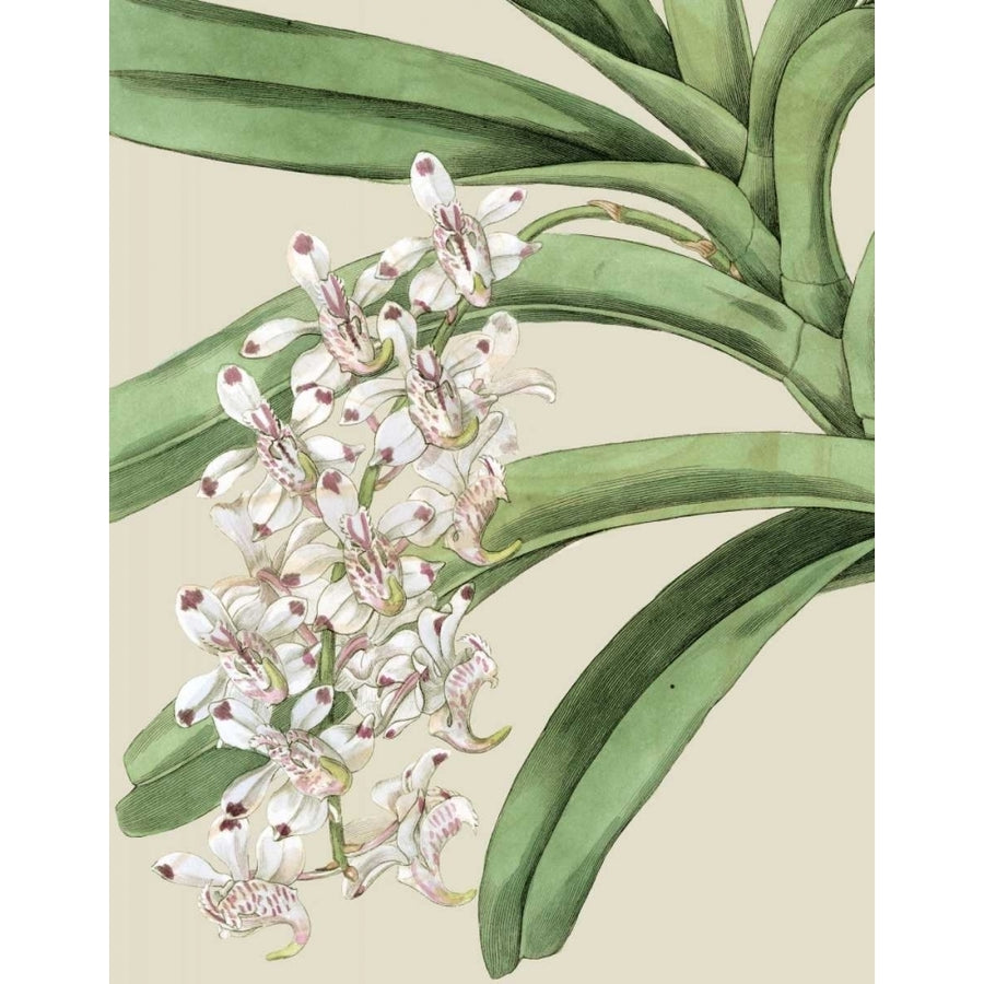 Orchid Blooms I Poster Print - Studio Vision-VARPDX59394Z Image 1