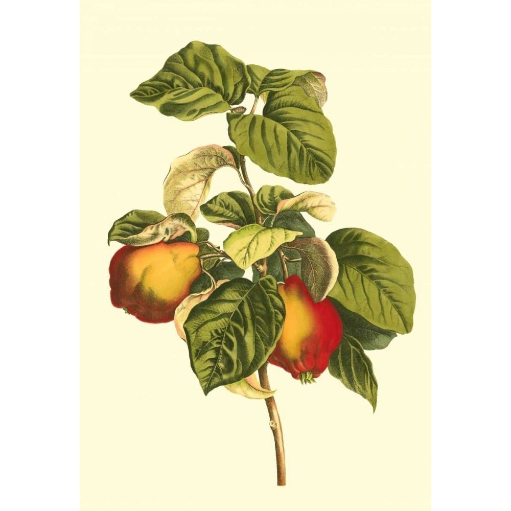 Bessa Pear Poster Print - Bessa-VARPDX59497Z Image 1