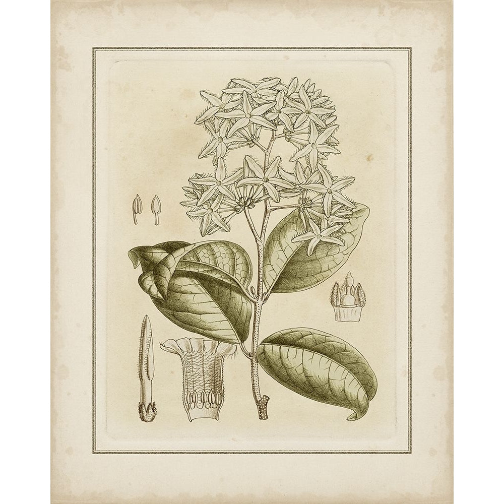 Tinted Botanical III Poster Print - Curtis-VARPDX59580Z Image 1