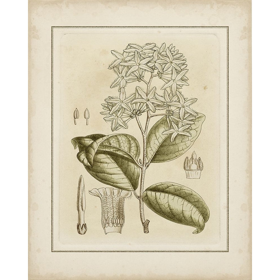 Tinted Botanical III Poster Print - Curtis-VARPDX59580Z Image 1