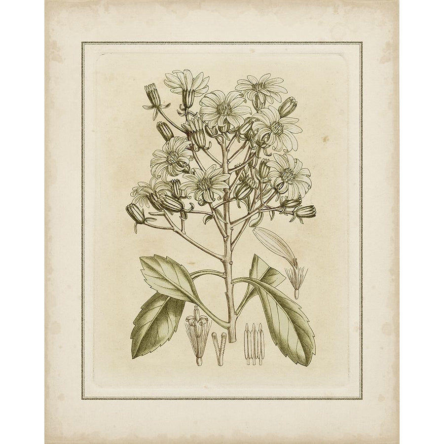 Tinted Botanical I Poster Print - Curtis-VARPDX59578Z Image 1