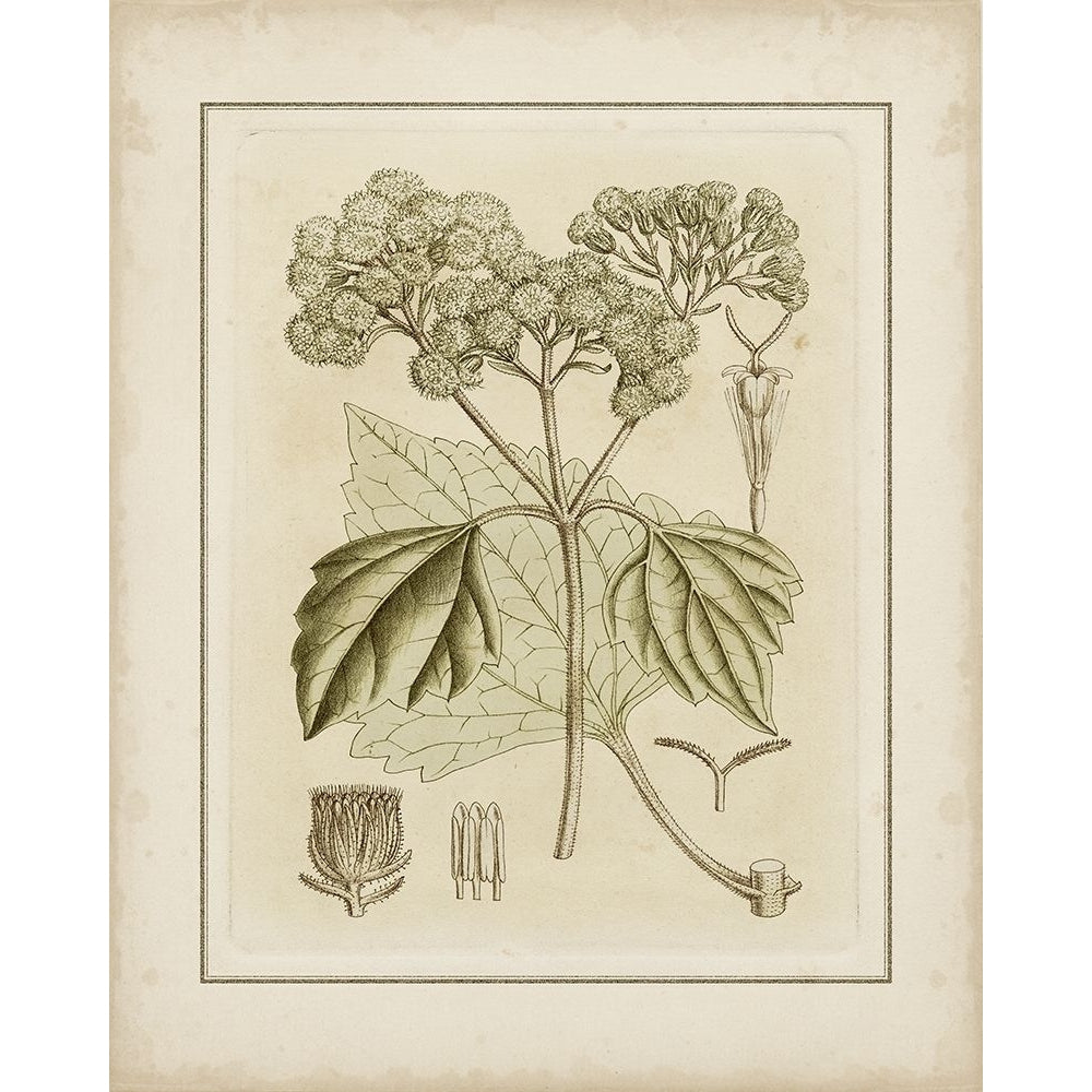 Tinted Botanical IV Poster Print - Curtis-VARPDX59581Z Image 1