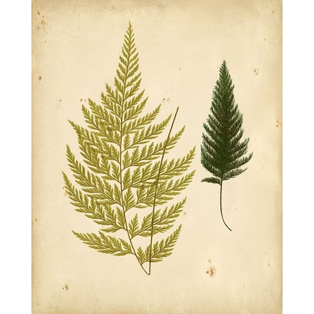 Cottage Ferns I Poster Print - Lowe-VARPDX59590Z Image 1