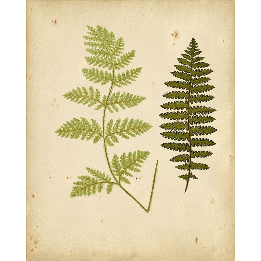 Cottage Ferns III Poster Print - Lowe-VARPDX59592Z Image 1