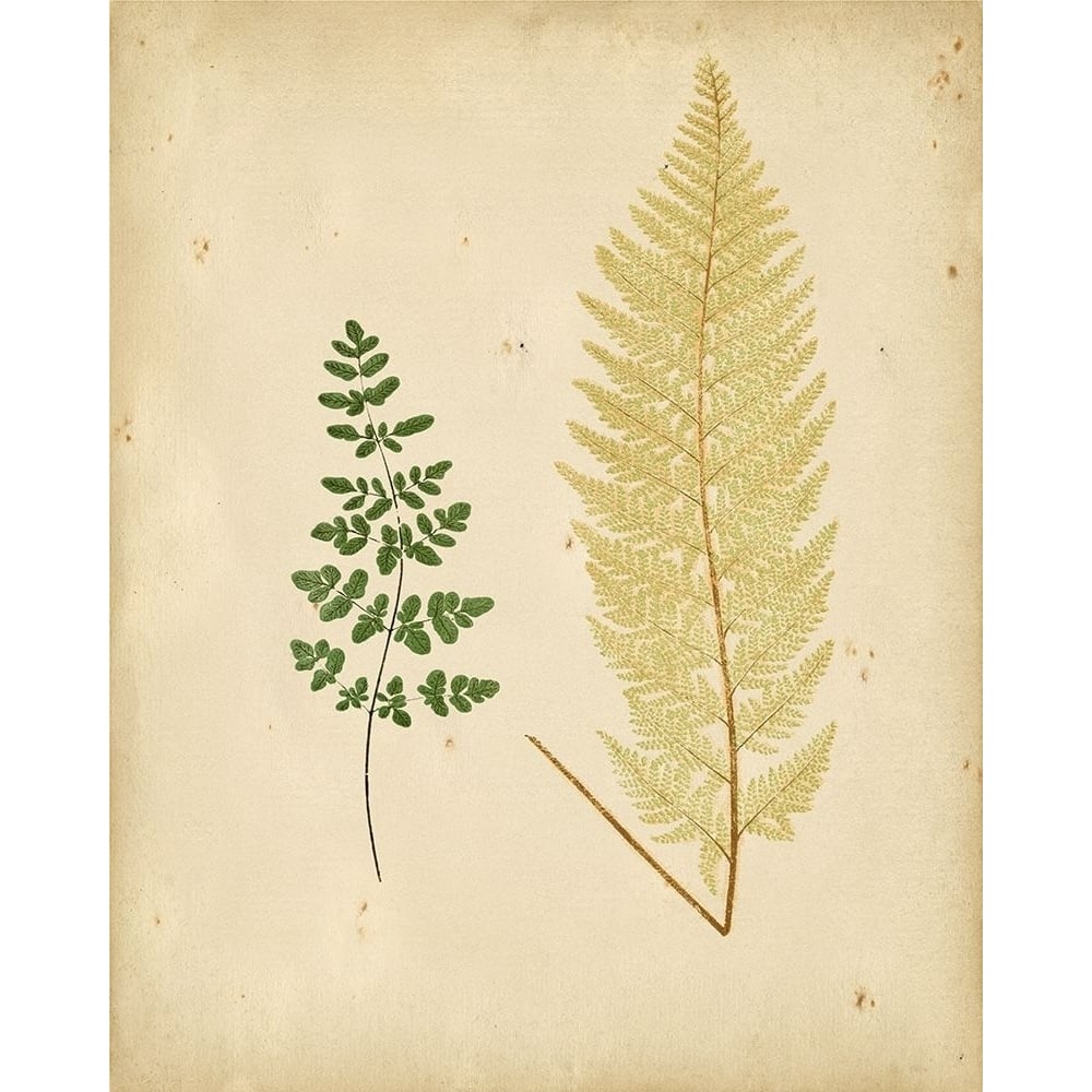 Cottage Ferns IV Poster Print - Lowe-VARPDX59593Z Image 1